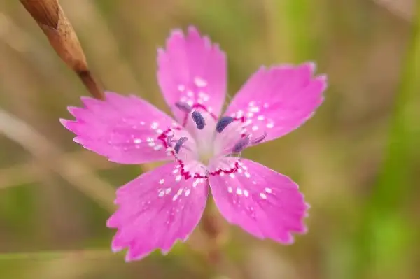 Bakkenellike - R&oslash;sn&aelig;s