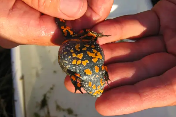 Klokkefr&oslash; - R&oslash;sn&aelig;s