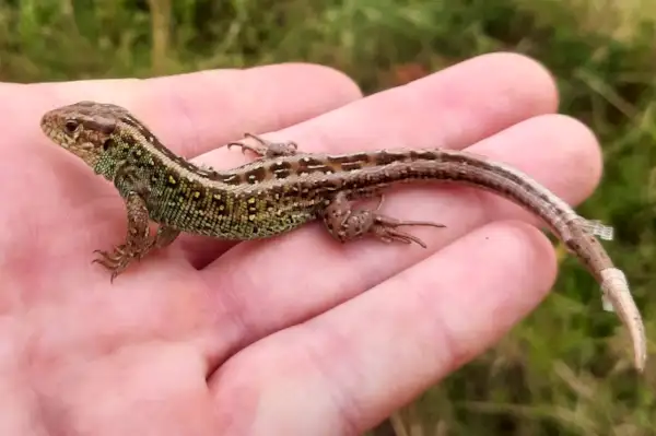 Markfirben - R&oslash;sn&aelig;s