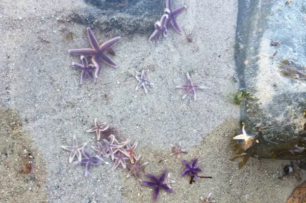 S&oslash;stjerner p&aring; R&oslash;sn&aelig;s