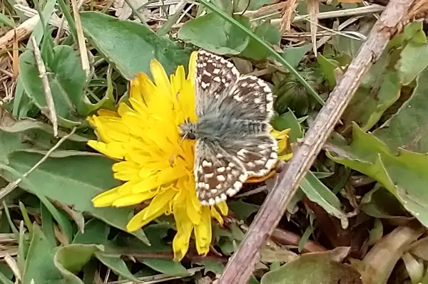 Sp&aelig;ttet bredpande