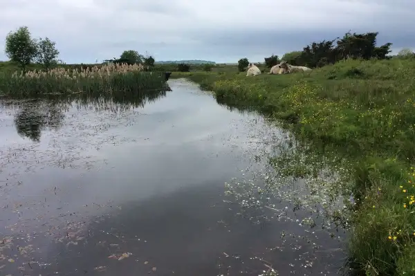 K&oslash;er - Vesterlyng