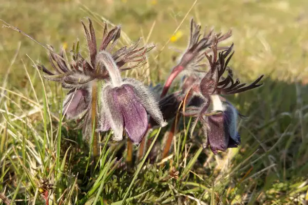 Nikkende kobj&aelig;lde