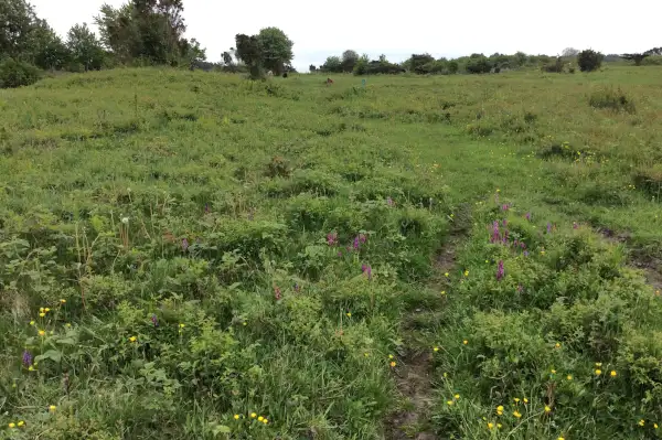 Tyndakset g&oslash;geurt